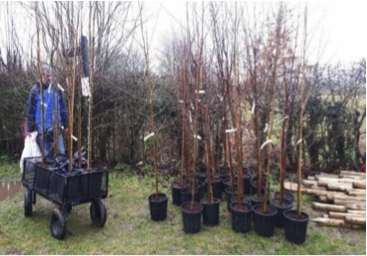 UDC tree planting scheme