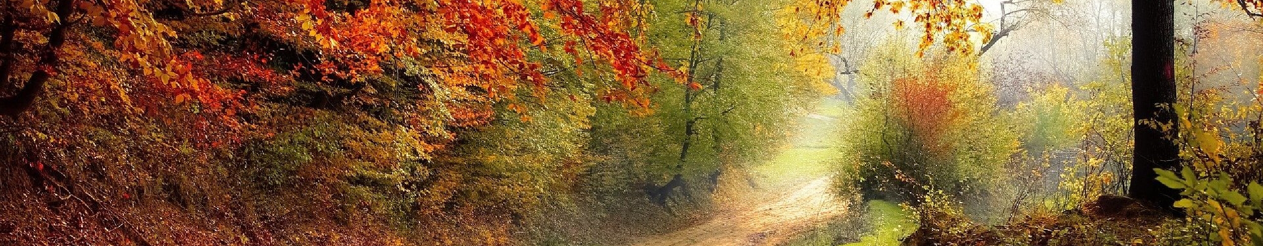 Autumn trees panel background