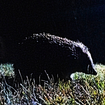 Hedgehog - square Hedgehog - square