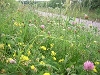 Elmdon verge
