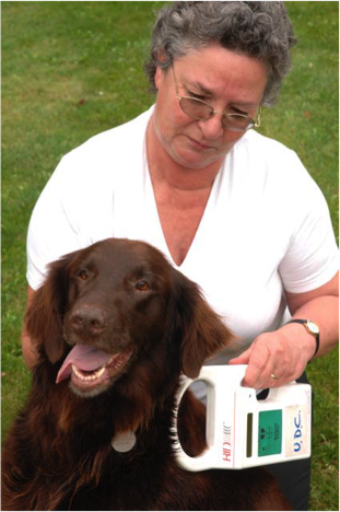 Sue Knight, Animal Warden, checking a dog for a microchip