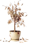 Garden waste dead tree in a pot