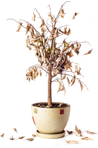 Garden waste dead tree in a pot